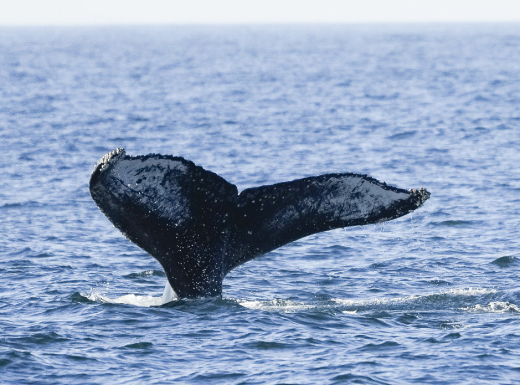 Spasen kit koji se zapetljao u 800 kilograma opreme za ribarenje