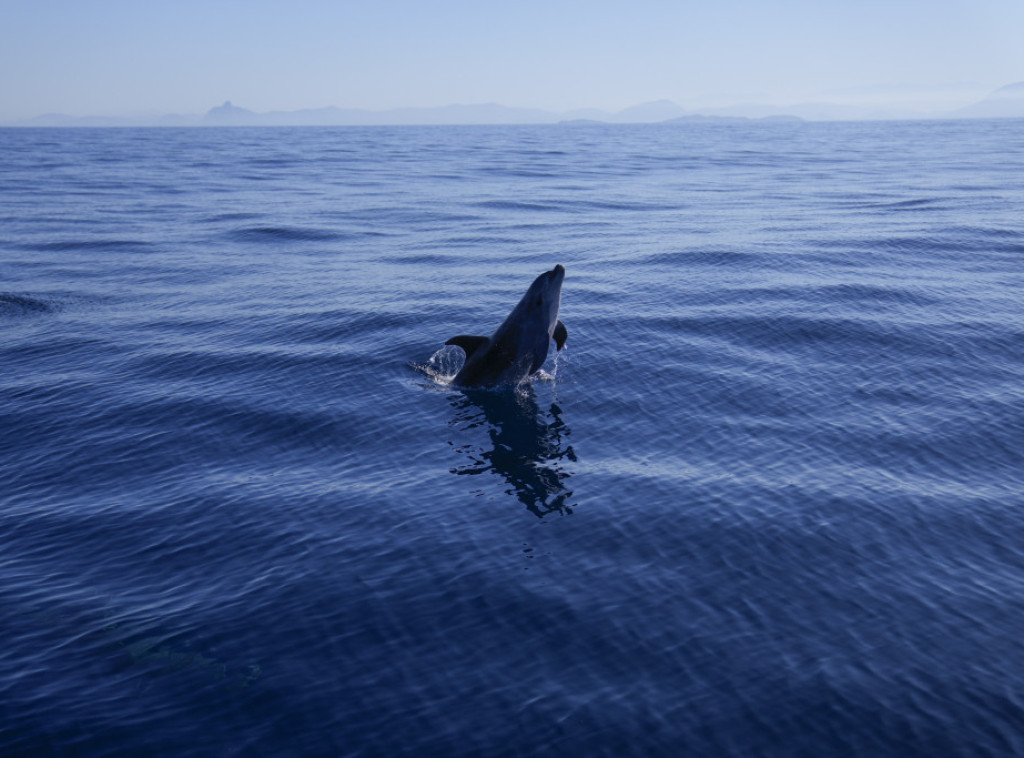 Spaseno više od 100 delfina koji su se nasukali oko Kejp Koda u SAD