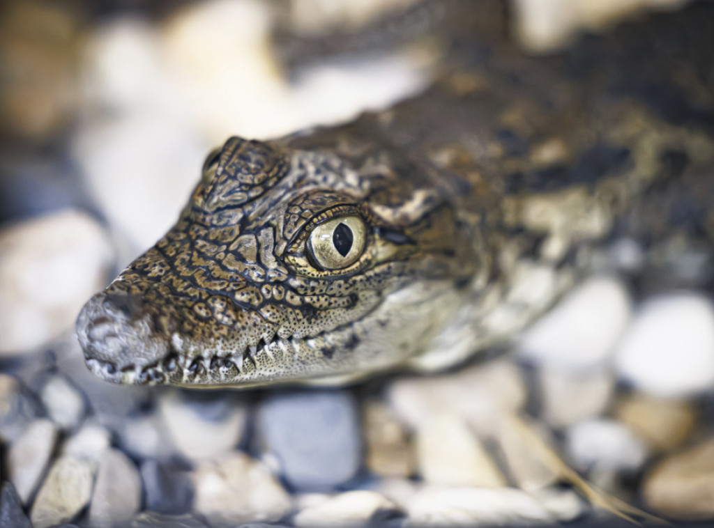 Dečak nestao u Australiji, sumnja se da ga je napao krokodil