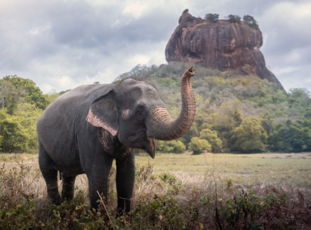 Slon se razjario tokom verske procesije u Šri Lanki, povređeno 13 osoba