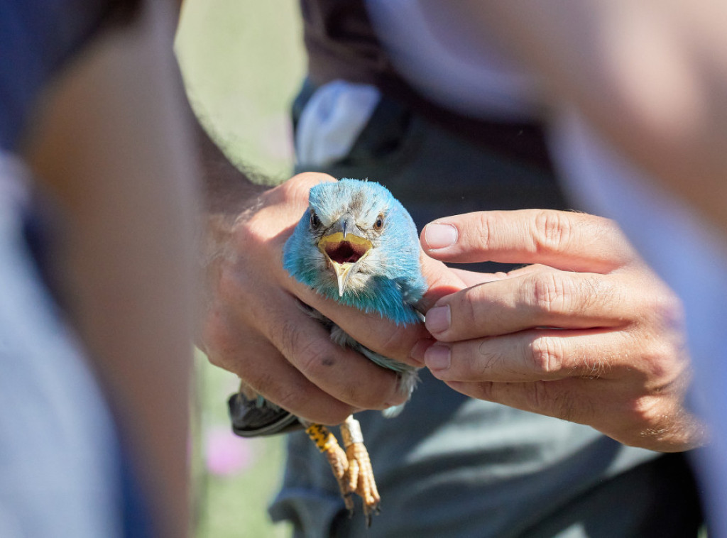 Prstenovani mladunci modrovrane, jedne od najlepših ptica u Srbiji
