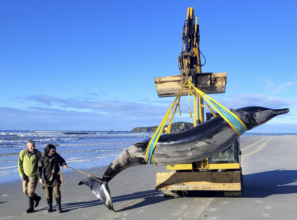 Na plaži Novog Zelanda pronađen najređi kit na svetu
