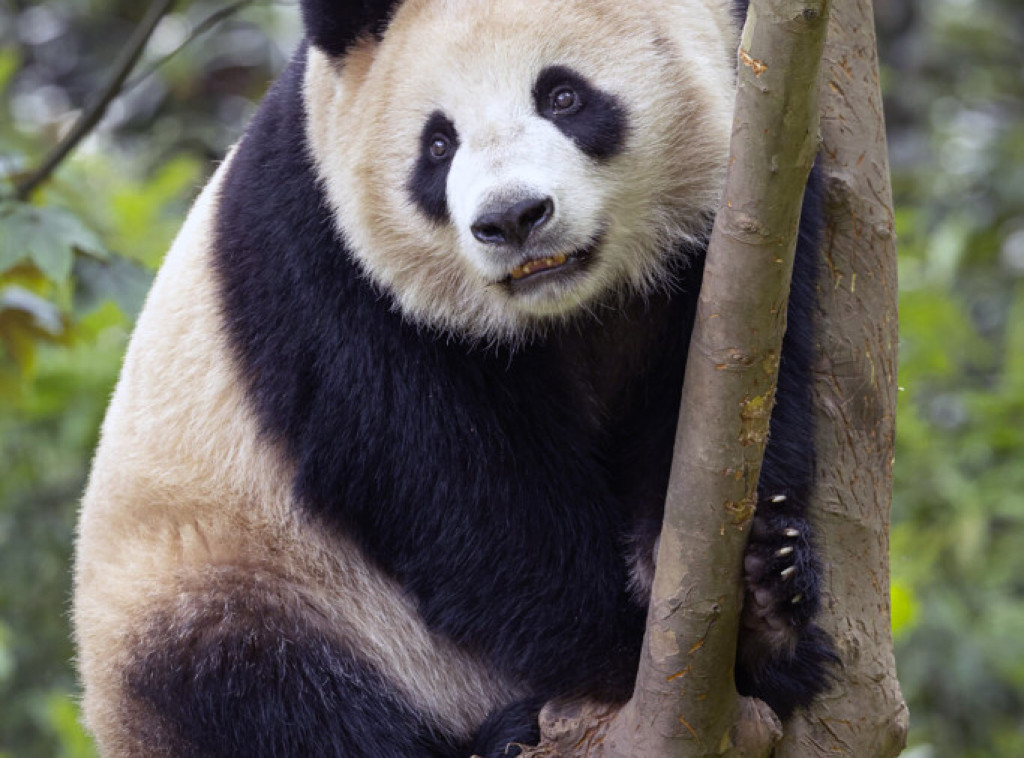 Džinovska panda u holandskom zoološkom vrtu dobila mladunče