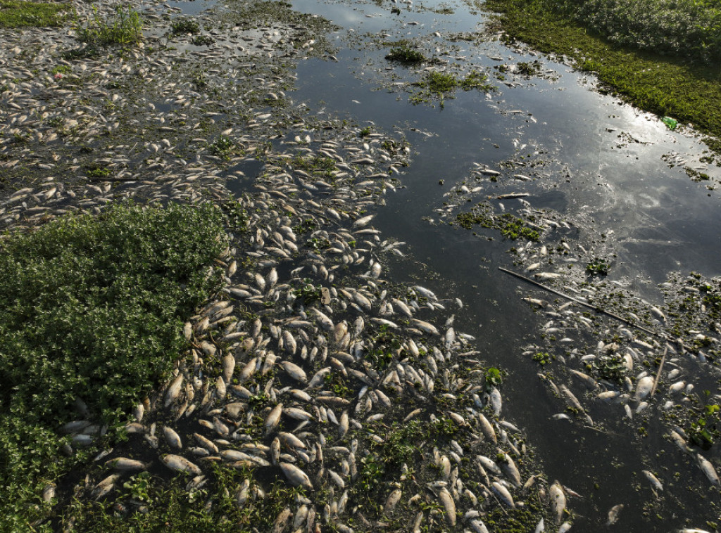 Brazil: Tone uginule ribe prekrile reku u Sao Paolu nakon ispuštanja otpada
