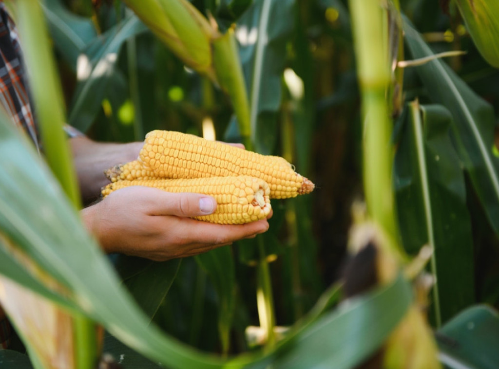 Šabac: Suša smanjuje prinose kukuruza