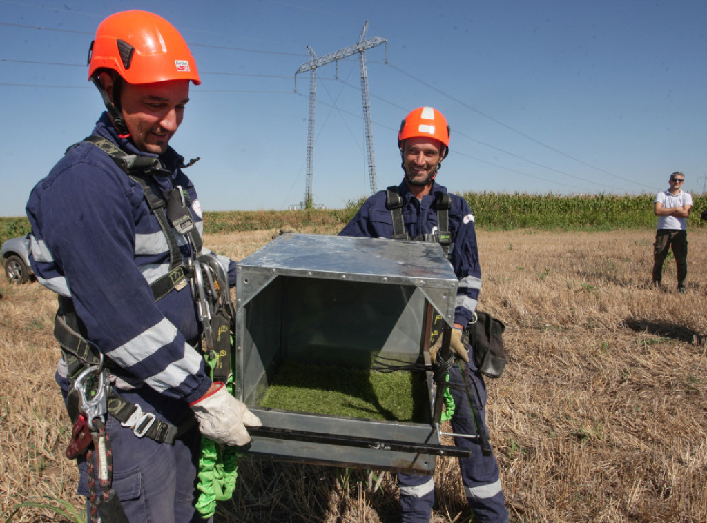 U Inđiji postavljeno veštačko gnezdo za stepskog sokola