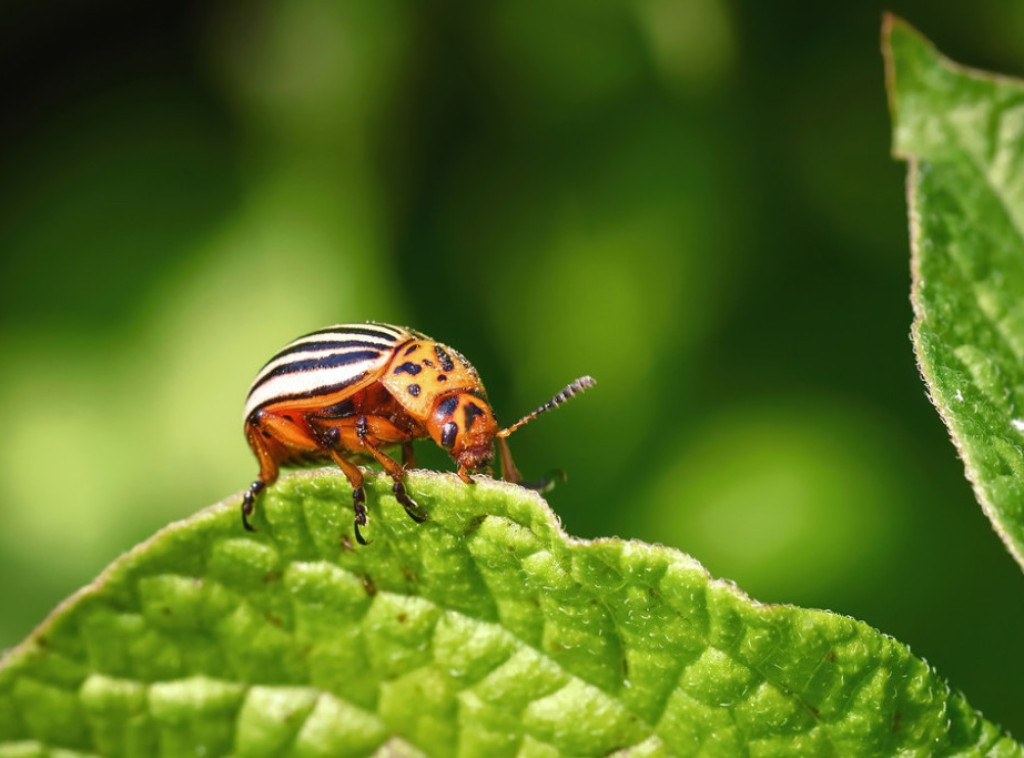 Studija: Noćna ulična rasveta čini lišće nejestivim za insekte