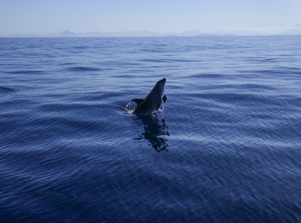 Mrtav delfin pronađen na Adi Bojani