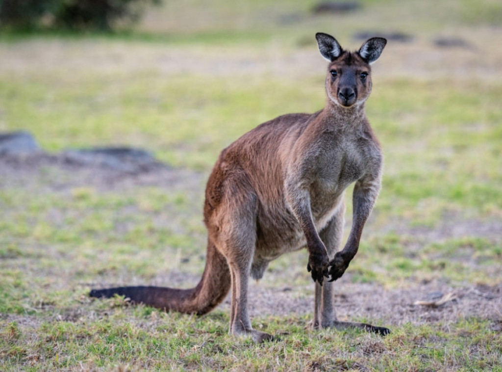 Australijski naučnici proizveli prvi embrion kengura putem vantelesne oplodnje