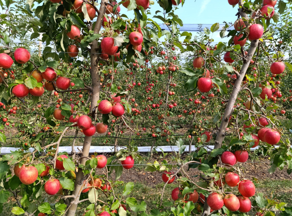 Berba u voćnjaku Delta Agrara u Zaječaru u punom jeku, dnevno do 250 tona jabuka