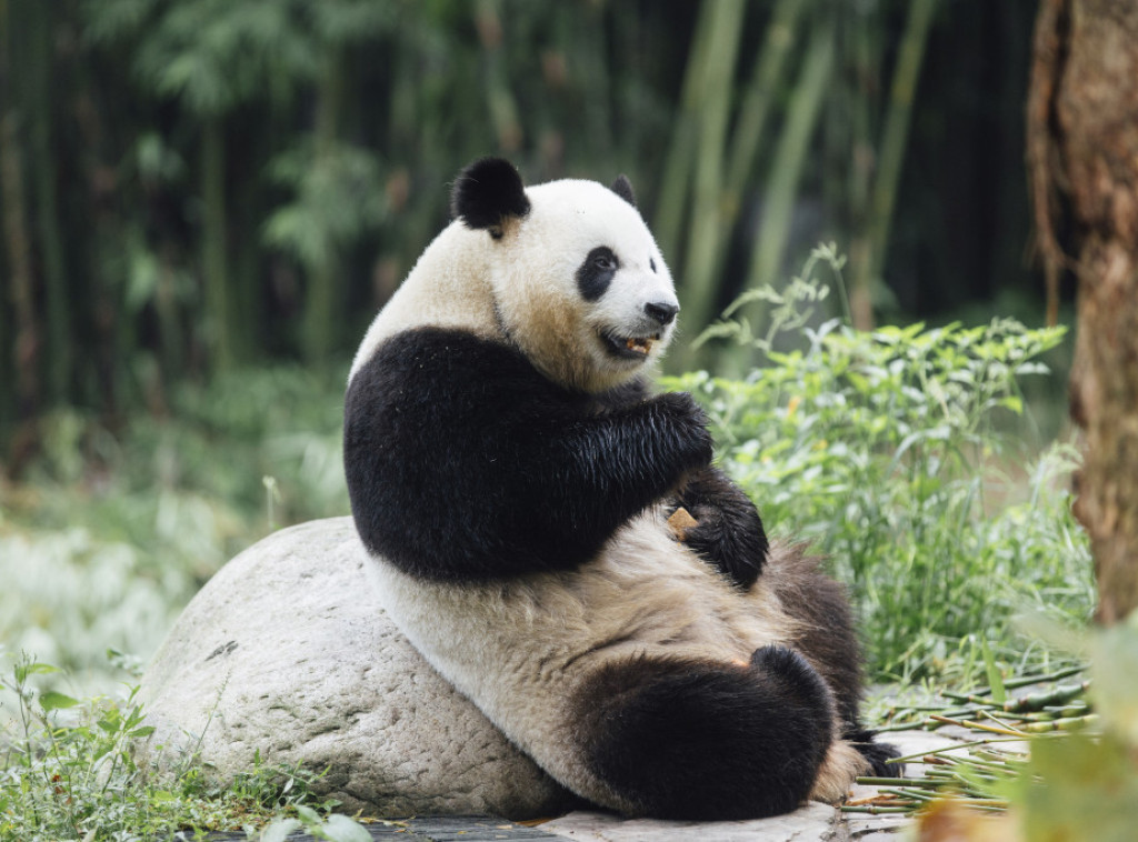 Par panda stigao u Hong Kong, zvaničnici ih dočekali na crvenom tepihu