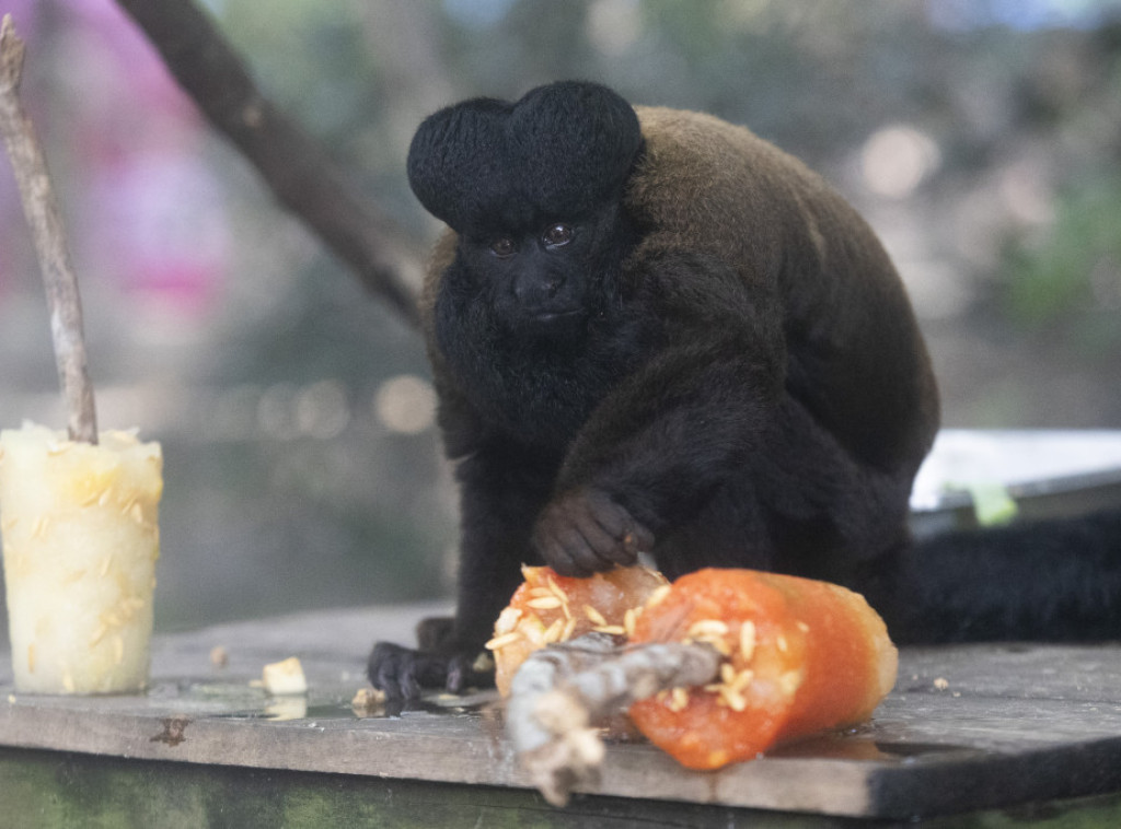 Brazil: Životinje u zoo vrtu dobijaju sladoled na štapiću zbog ekstremnih vrućina