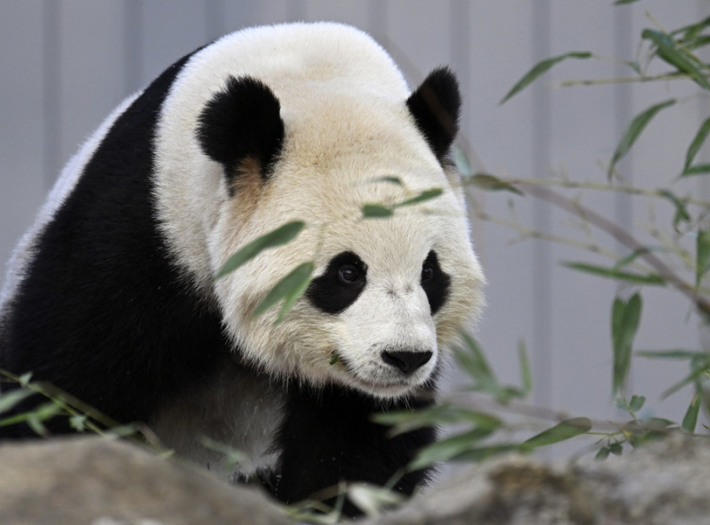 Džinovski panda par Bao Li i King Bao prvi put javno u zoološkom vrtu u Vašingtonu