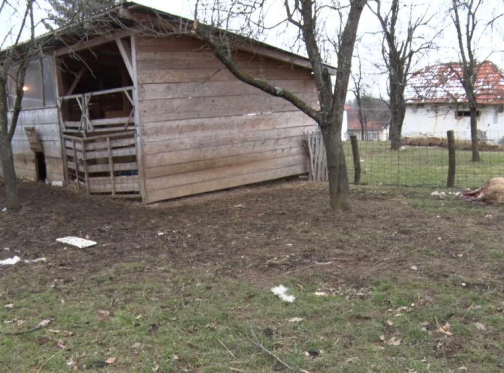 Užice: U Lunovom selu psi lutalice zaklali 12 ovaca i 10 jaganjaca