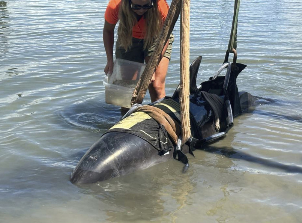 Delfin težak skoro 410 kilograma uskočio u čamac novozelandskih ribara